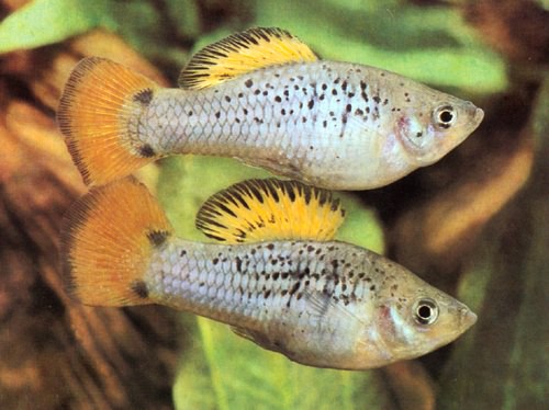 XIPHOPHORUS VARIATUS